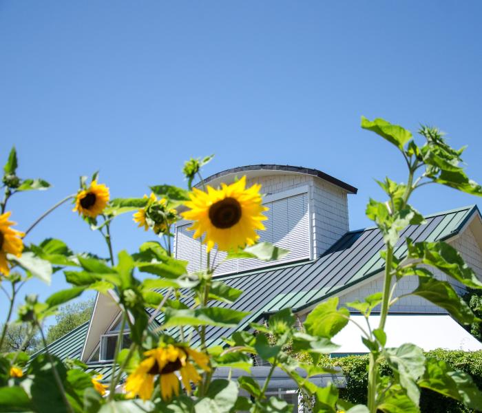 Photo of sunflowers