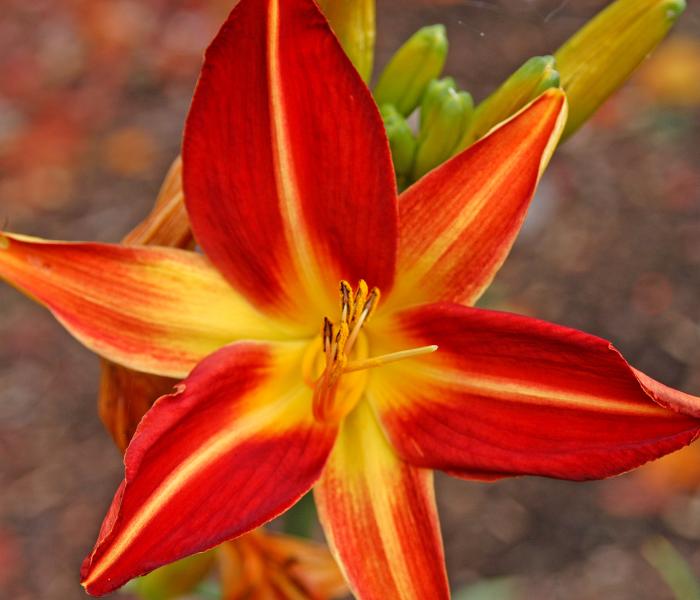 Photo of flower