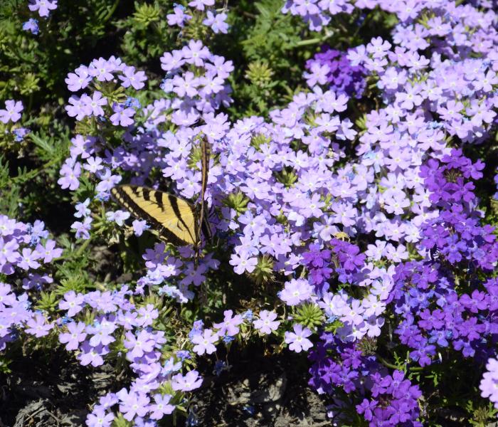 Photo of butterfly with flowers