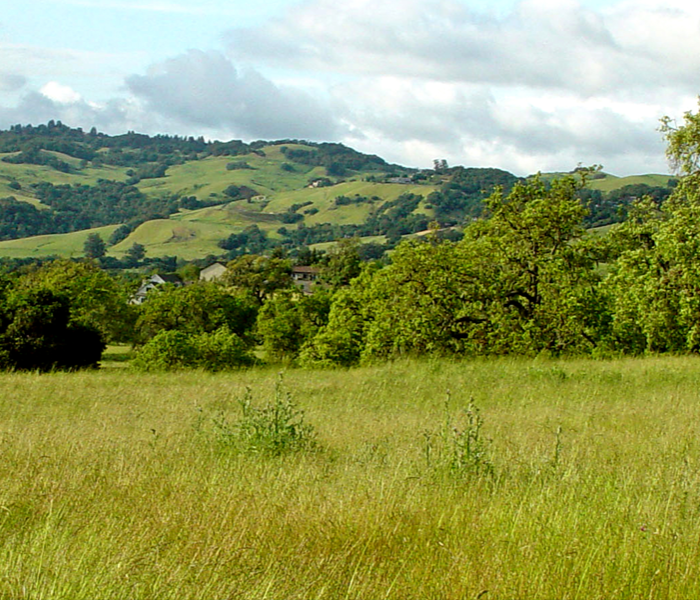 Mountains over a grassy field.