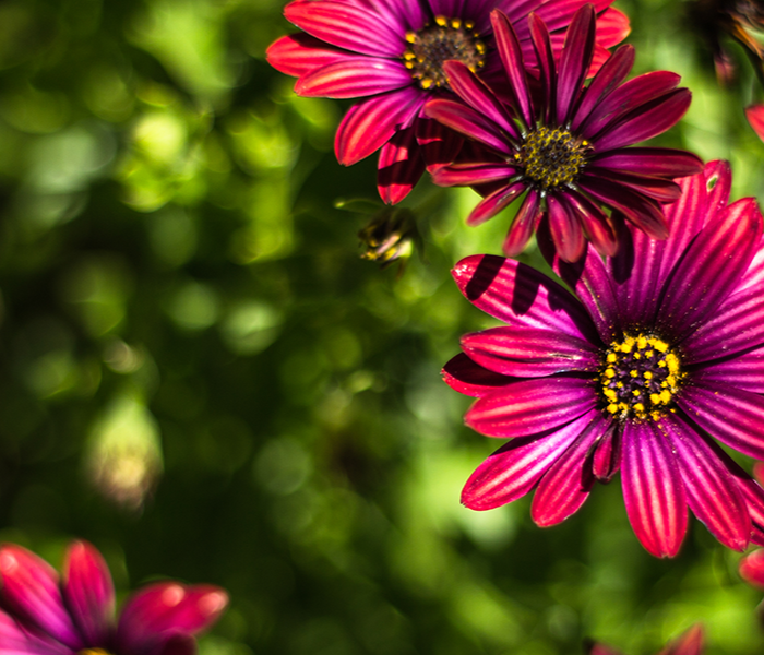 red flowers against green foliage