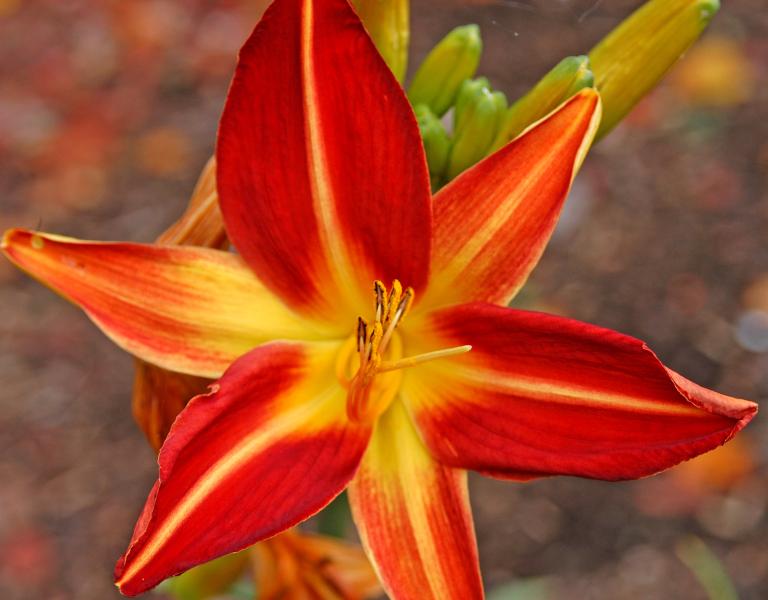 Photo of flower