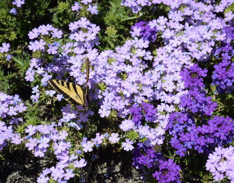 Photo of butterfly with flowers