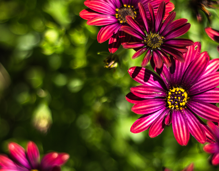 red flowers against green foliage