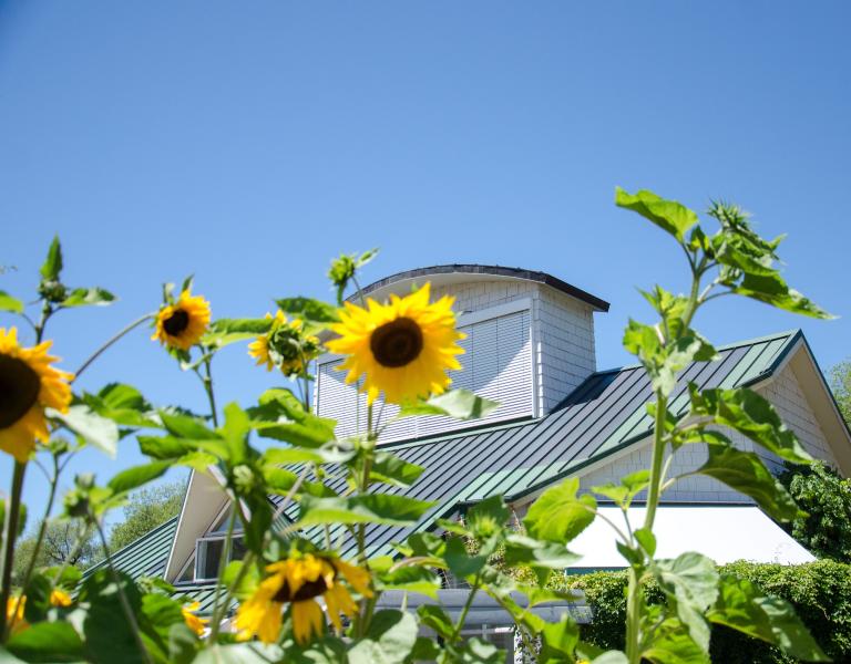 Photo of sunflowers