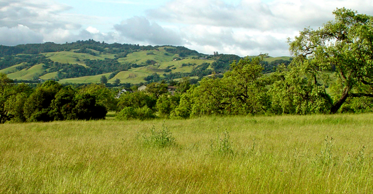 Mountains over a grassy field.